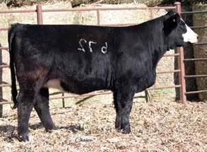 You talk about cow power in a functional package! This No Remorse daughter has the quality to make big time show heifers.