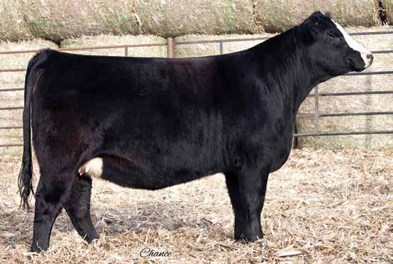 Combine all this with her stoutness and rib design and we are confident in what this female will be able to produce. A.I. Sire: WLE Uno Mas X4 on --1 Sexed Est. EPDs: 12.. 1 4 12.1 Carcass: 2.3 -.2.32 -.