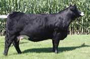 133 RBS Blown Away, Dam RBS Blown Away is going to be a highly productive cow for many years and this big, stout, high volume Cowboy Cut son is proof as to why.