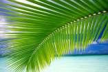The coconut leaf is used across the Pacific