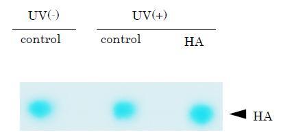 UV(+)control UV(+)HA20 万 control control HA UV(-) UV(+) Hyabest(S)LF-P enhanced gene expression of HAS-2
