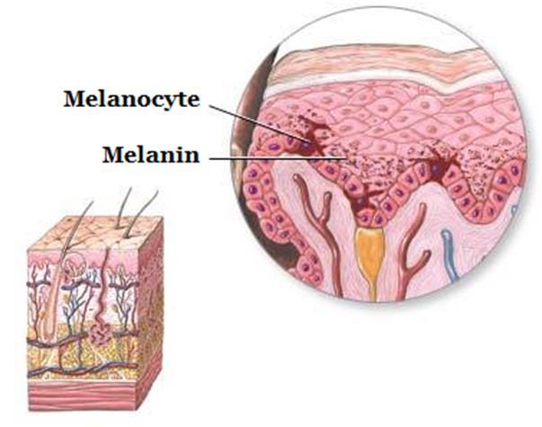Terminal hairs n the head are lubricated by a natural il (sebum) prduced by the sebaceus glands f the fllicles.