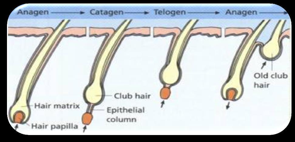 Telgen Phase resting r the shedding phase The resting phase fllws the catagen phase and nrmally lasts abut 5-6 weeks.