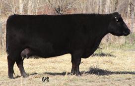 25 Heifer calf sired by ROYAL TRAVELER DRCC 4129P, born 01/03/11. 90 601 93 862 108 +0.08 +0.2 +0.
