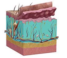Structure of the skin: Dermis The dermis varies in thickness, ranging from 0.6mm on the eyelids to 3mm on the back, palms and soles.