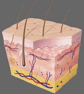Structure of the skin The skin can be divided into