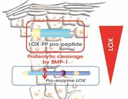 LOX-AGE, SKIN ARCHITECTURE IMPROVEMENT LOX AGE is a phyto-complex extracted from Cichorium Intybus (wild chicory) leaves, which stimulate LOX protein, thus promoting an improvement in epidermal