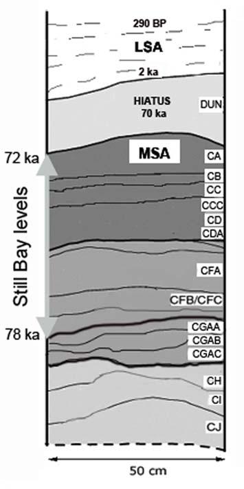 4 2. Figures Fig. S1. Stratigraphy of Blombos Cave showing the Still Bay levels. The principal levels for the Still Bay are CA, CB, CC, CD and CF.