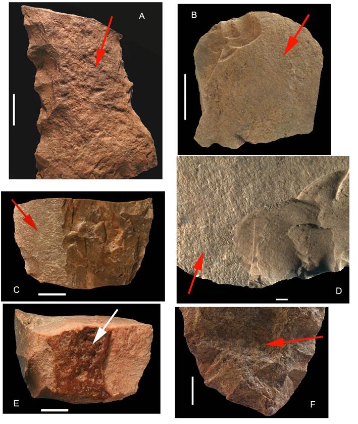 Fig. S3. Examples of heat-treated artifacts from the Still Bay levels at Blombos. The red arrows indicate a surface flaked prior to heating; the white arrow indicates cortex.