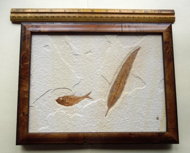 #6 is a framed Diplomystus fish and a willow leaf fossil from the Green River formation
