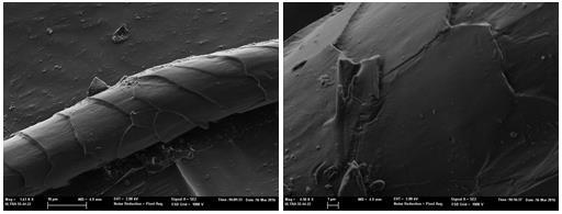 Fig. 1 and 2: FE-SEM images of untreated wool fiber As explained before, wool is composed of numerous scales, sharp and pointed as seen in the images above (fugures 1 and 2),