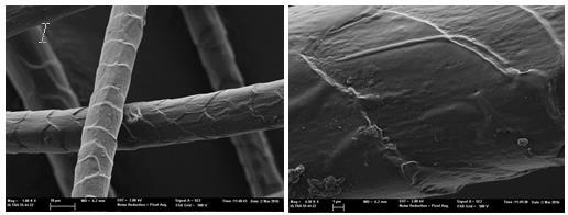 3 and 4: FE-SEM images of wool fiber after 9 hours of oxidative treatment Figures 3 anf 4 show wool fibres at different magnifications range when they have been exposed to an