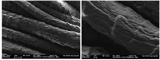 Fig. 5 and 6: FE-SEM images of wool fiber after 24 hours of Lanaperm treatment Lanaperm does not smoothen surface, but acts by coating it, achieving a soft and wavy surface of a sharpie one.