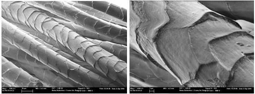 7 and 8: FE-SEM images of wool fiber after 24 hours of Siligen treatment Apparently, from FE-SEM images observation, wool fibers after Siligen treatment do not seem to have had a relevant change, as