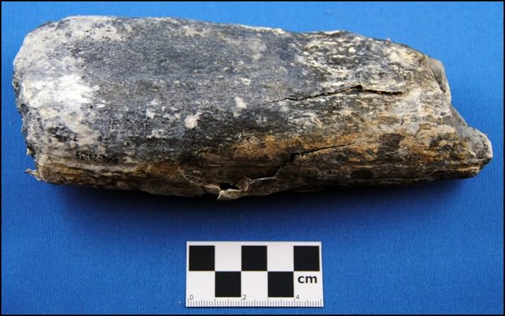 Fossilized walrus tusk from  Proximal