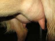 5 dry Very pretty udder shape, nice sized teats, very good fore and