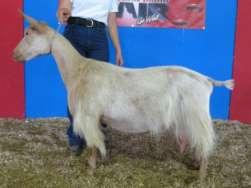 white patches like her sire, with a long silky