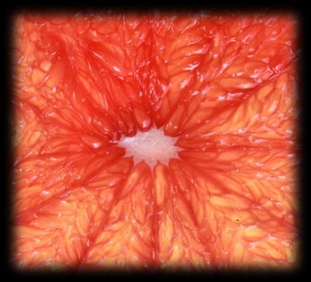 Fruit Breadfruit,