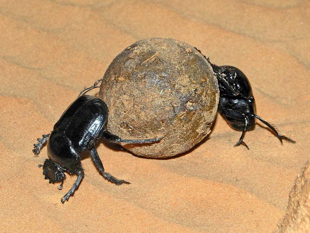Some dung beetles create almost perfectly spherical balls of dung and then roll them using their hind legs to an appropriate spot and bury it.
