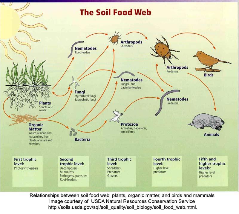 There are three categories, called trophic levels, into which organisms in a food web are grouped: The producers (First trophic level), the consumers (second level), and the decomposers (third level).
