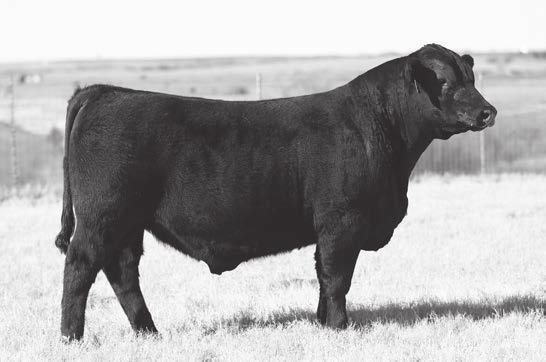 Iron Mountain 8066 +SAV Madame Pride 9840 +96.80 +57.50 +.33 +.03 6 1.7 58 22 97 78 807 1490 An excellent older bull whose mother is straight from Schaff Angus Valley.