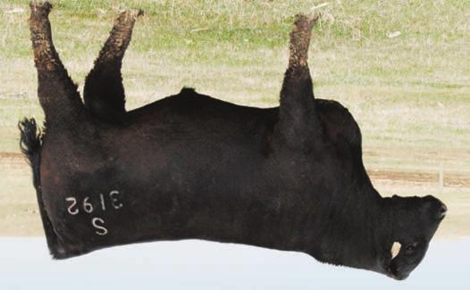 68 108 69 S Capitalist 3192 Jeff Thomas found this bull for us at the Spickler Angus Ranch Sale in North Dakota in 2014 where he was the $21000 top seller.