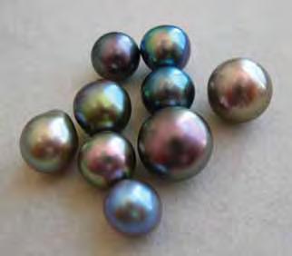 Figure 34. These cultured pearls (8.6 9.9 mm in diameter) were harvested in 2007 from the Sea of Cortez, Mexico. Photo by Douglas McLaurin.