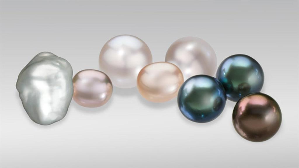 The growth of cultured pearls requires human intervention and care.