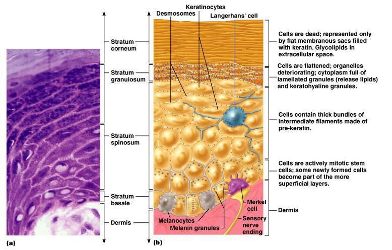 Epithelium: layers (on