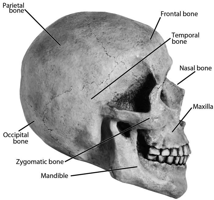A look at the human skull reveals some important planes that affect us when cutting hair.