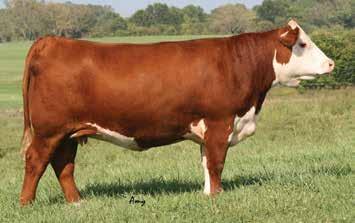 14 RHF 10Y Homemade Wine 5082C P43655378 CALVED: AUG 28, 2015 TATTOO: RE-RHF LE-5082C SHF WONDER M326 W18 ET KCF BENNETT 3008 M326 NJW 73S W18 HOMETOWN 10Y ET SHF GOVERNESS 236G L37 P43214853 NJW