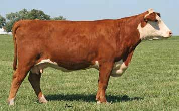 She is also backed by Ideal and Logic, maternal power built into this one and a nice set of numbers to go along with the package. A.I. serviced to MPH Z311 RAMPAGE D1 on 4/5/17 then pasture exposed to RHF 10Y HOMESTEAD 5041C ET, son of X395, from 4/25/17 to 9/1/17.