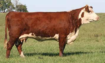 She leaves two daughters in the herd and has a son working for Metch Polled Herefords & Witherspoon Farms in Texas. Her Encore heifer calf at side could easily pay for the whole bill.