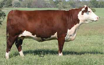 6 2.9 50 70 16 41-1.8 0.2 0.018 0.16 0.15 13 14 11 23 3079A is a moderate, functional daughter of 86P and out of a daughter of past herd sire, Southern Comfort.