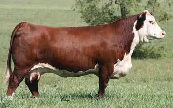 LOT 29A-- calf - RHF C16 JEWEL BOX 7091E (P43843592) - Sired by: MPH Z3 BOX TOP C16. Calved: 9-27-17. Attractive little jewel here! Should make a front pasture cow.