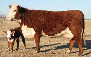 She has worked great for Levi, out milking herself every year. Her 2016 bull calf sells as Lot 6. Bred AI to MPH Z311 RAMPAGE D1 on 4-5-17. Preg. tested on 6-1-17 safe to Rampage.