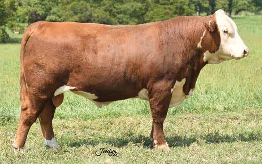 LJR HOLLY 148E 3.5 2.8 60 101 18 48 1.8 0.7 0.056 0.22 0.08 16 16 11 26 An excellent herd bull prospect by the popular C&L CT Federal 485T 6Y bull and out of our special X6 Durango brood cow.