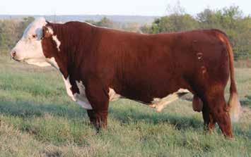 CRR156T Maternal Force 567 ET (DLF,HYF,IEF) P43589431 CALVED: MAR 7, 2015 TATTOO: 567 PW VICTOR BOOMER P606 REMITALL BOOMER 46B CMR GVP MR MATERNAL 156T PW VICTORIA 964 8114 P42830222 JG WCN VICTRA