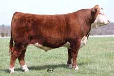 She has the balance and eye appeal we all appreciate and is backed by some of the best genetics in the industry. Her fancy Box Top heifer at side speaks to her ability to raise a good one.