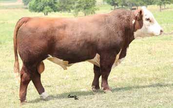 The Game Day females are making very good cows. We have a full sister to D5 in production who is very productive and perfect uddered. Hand mated to Glengrove 001A Cadence C22 (Anodyne son) on 6/10/17.