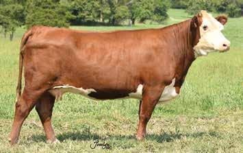 LJR LADY ANN 162Z 0.7 3.3 46 84 21 44 3.0 0.7-0.008 0.42-0.01 16 15 13 22 Our best Out Front Y4 daughter out of a good Durango cow. Beautiful phenotype, big topped, and deep ribbed.