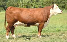 11 17 14 14 27 One of the first daughters of CMR CS U408 Progression Y449 to sell and what a good one she is! She is a natural calf by our 719 donor dam from Topp Herefords.
