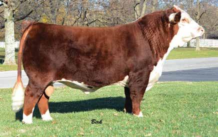 TESS 1003 AY 0.2 3.4 46 71 25 48-0.2 0.6 0.011 0.71-0.11 13 13 12 18 A superb daughter of Fusion 138X out of our freckle faced PW Victor Boomer P606 donor cow.
