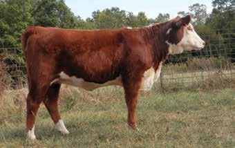 This female definitely has longevity bred in her, as her dam is still producing at 15 years of age. Be sure to check out her Red Power heifer calf also selling.