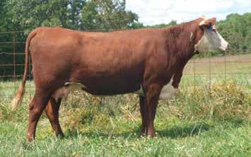 07 0.14 15 15 14 17 Extremely long bodied, dark red, nice uddered daughter of Boss. Dam is one of my favorite 114 daughters producing strong at ten years of age.