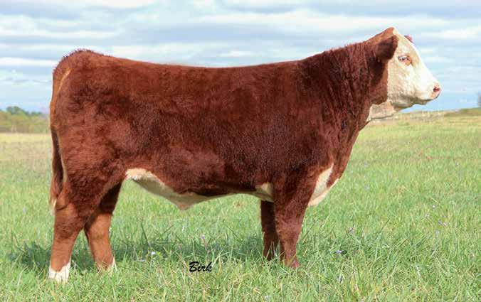 Another maternal brother to Boxer is serving in John Shipman s herd, Mora, MO. A very prolific and dependable cow family.