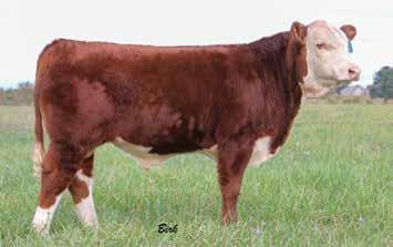 3 52 78 15 42 0.5 0.3-0.004 0.38-0.08 14 16 10 23 A very pretty uddered daughter of the great breeding bull, LOGIC. She is freckle faced with an excellent udder. A very consistent cow.