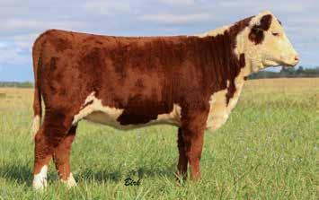 VINDICATOR 327L LJR BRITA 50N 1.6 2.2 46 72 21 44 0.1 0.5 0.009 0.26 0.03 14 15 12 20 A very thick youngster with an attractive look. Lots of style with great structure.