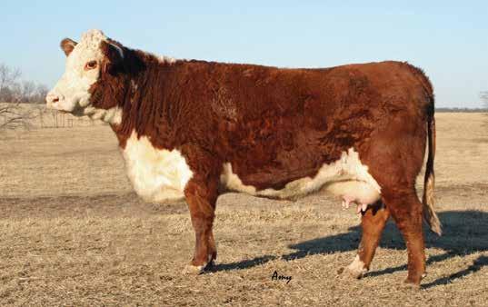 CHOICE RIGHT TO FLUSH 3023A-Daughter Donor for Mettler s & dam of Rampage 2A Lot 2A--Grandview CMR Mis P606 X395 ET Grandview CMR Mis P606 X395 ET RHF 8Y Rose Garden 4067B ET P43126256 CALVED: MAR