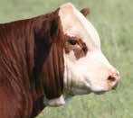 22 24 20 20 28 You are sure to like this goggle-eyed daughter of NJW s Beef 38W. She is well made, good uddered and short-marked.